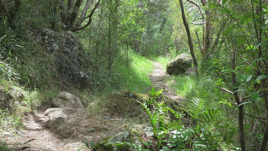 Waldweg in der Natur rund um Münsingen